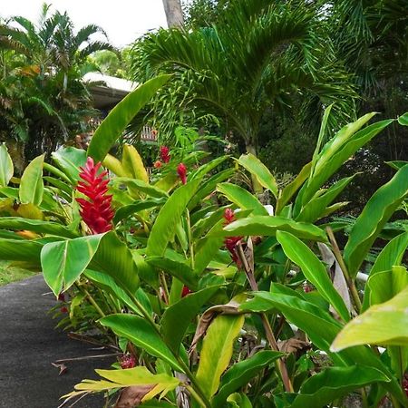 Color Garden - Studio Martinique Sainte-Anne Exterior photo