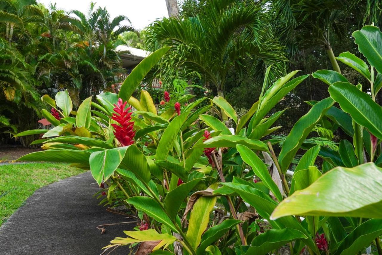 Color Garden - Studio Martinique Sainte-Anne Exterior photo